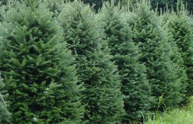 row of christmas trees