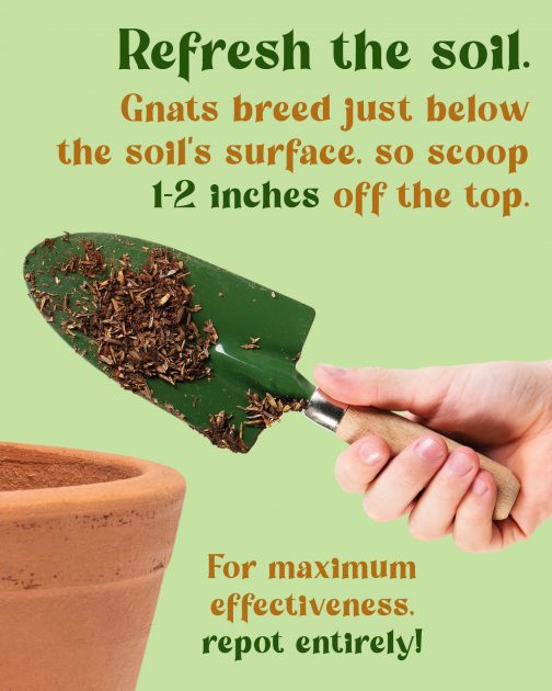 https://www.urbangardennyc.com/wp-content/uploads/2022/03/fungus-gnats-v-504x630.jpg