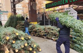 christmas trees on display on the sidewalk in front of Urban Garden Center