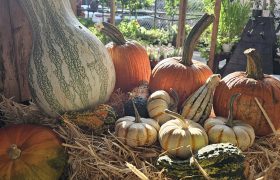 Picture of gourds and pumpkins on straw