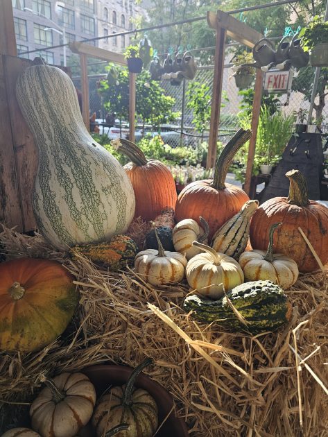 Picture of gourds and pumpkins on straw