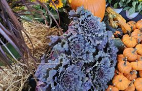 fall display with plants and pumpkins