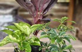 three foliage plants on display 3 inch size