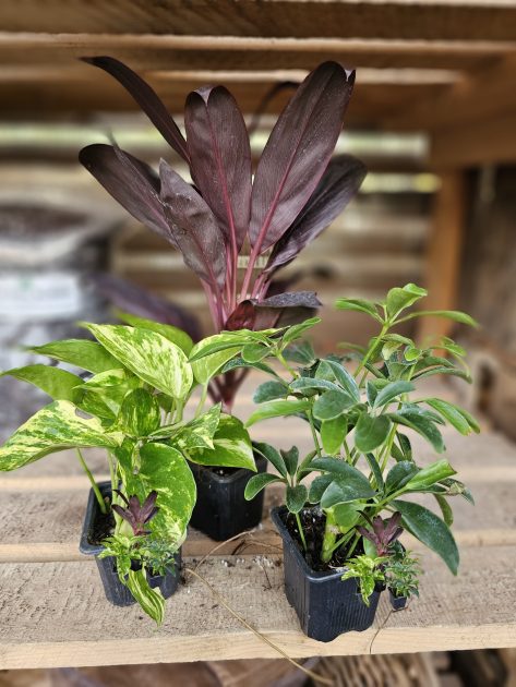 three foliage plants on display 3 inch size