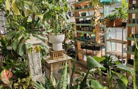 interior of garden center with plants and pottery around