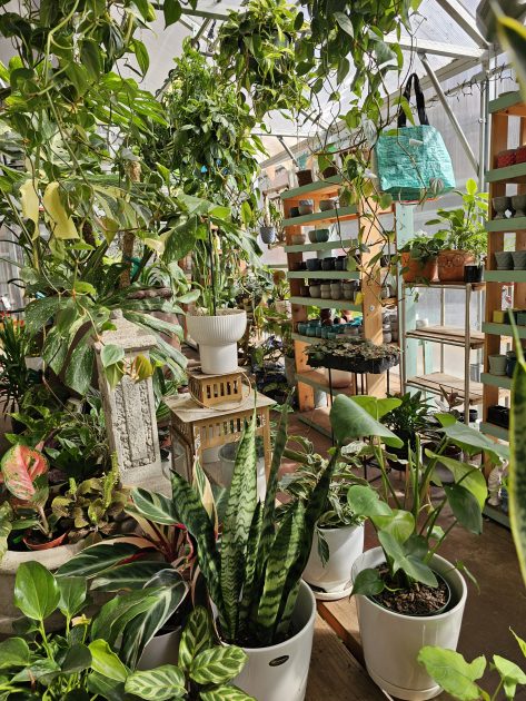 interior of garden center with plants and pottery around